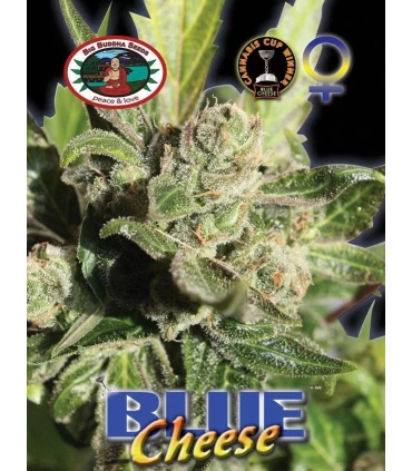 Blue Cheese - Big Buddha Seeds