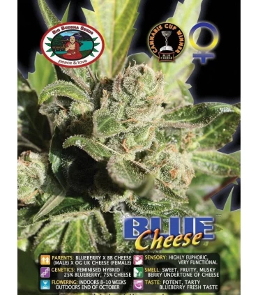 Blue Cheese - Big Buddha Seeds