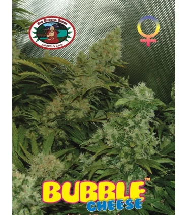 Bubble Cheese - Big Buddha Seeds