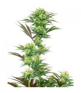 Guava Jelly  5 u. fem. White Label