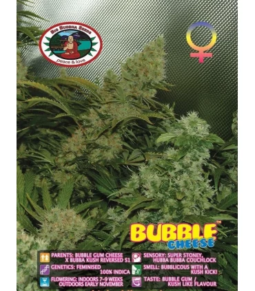 Bubble Cheese - Big Buddha Seeds