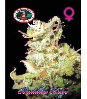 Buddha Haze - Big Buddha Seeds