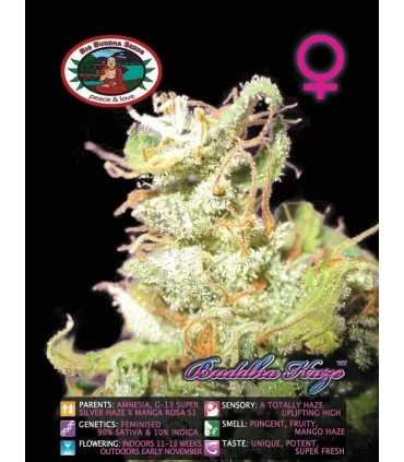 Buddha Haze - Big Buddha Seeds