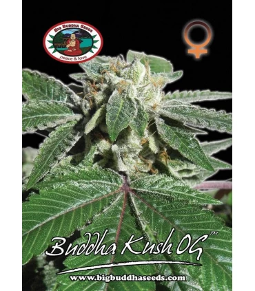 Buddha Kush Og - Big Buddha Seeds