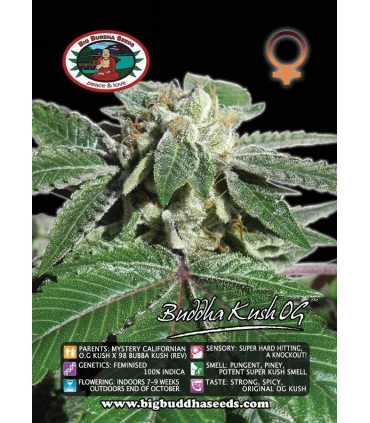 Buddha Kush Og - Big Buddha Seeds