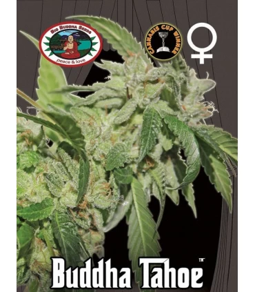 Buddha Tahoe - Big Buddha Seeds