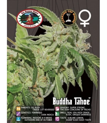 Buddha Tahoe - Big Buddha Seeds