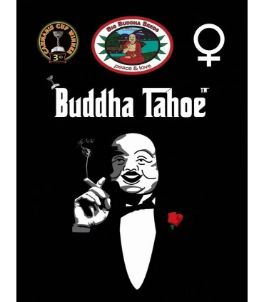 Buddha Tahoe - Big Buddha Seeds