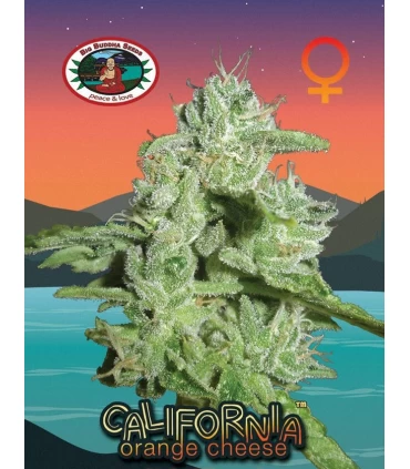California Orange Cheese - Big Buddha Seeds