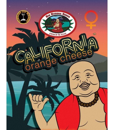 California Orange Cheese - Big Buddha Seeds