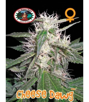 Cheese Dawg - Big Buddha Seeds