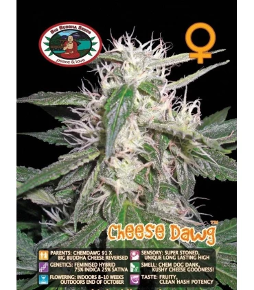 Cheese Dawg - Big Buddha Seeds