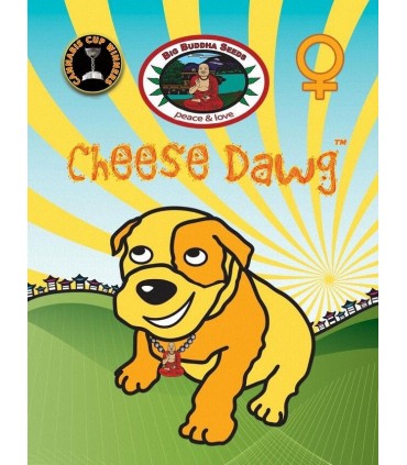 Cheese Dawg - Big Buddha Seeds