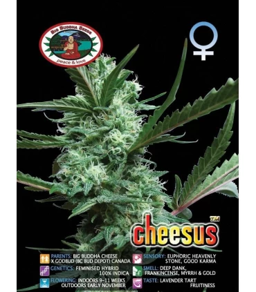 Cheesus - Big Buddha Seeds