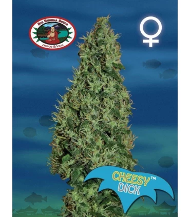 Cheesy Dick - Big Buddha Seeds