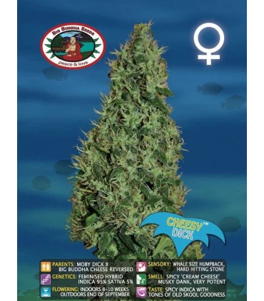 Cheesy Dick - Big Buddha Seeds