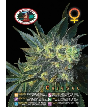 Chiesel - Big Buddha Seeds