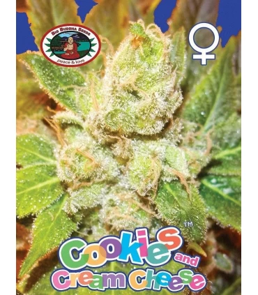 Cookies & Cream Cheese - Big Buddha Seeds