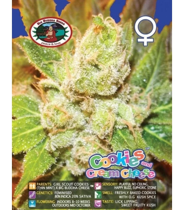 Cookies & Cream Cheese - Big Buddha Seeds