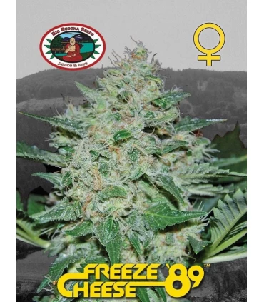 Freeze Cheese 89 - Big Buddha Seeds