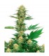 Gelato n420  5 u. fem. White Label