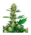 Gelato n420  5 u. fem. White Label