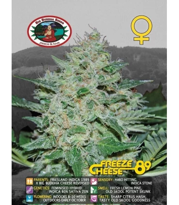 Freeze Cheese 89 - Big Buddha Seeds