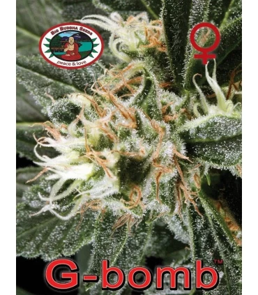 G-Bomb - Big Buddha Seeds