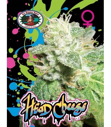 Head Cheese - Big Buddha Seeds