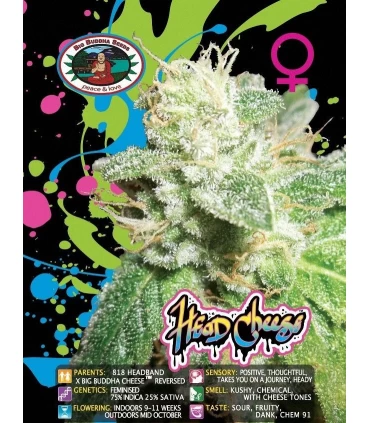 Head Cheese - Big Buddha Seeds