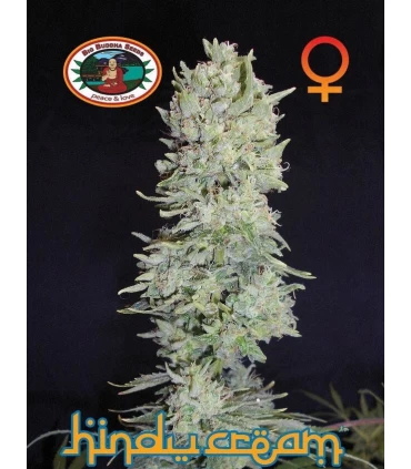 Hindu Cream - Big Buddha Seeds