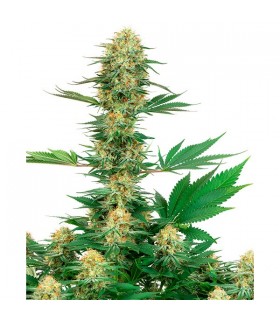 Gelato n420 10 u. fem. White Label