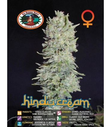 Hindu Cream - Big Buddha Seeds