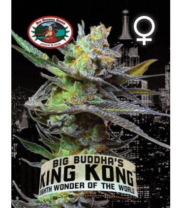 King Kong - Big Buddha Seeds
