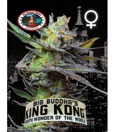 King Kong - Big Buddha Seeds