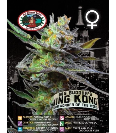 King Kong - Big Buddha Seeds