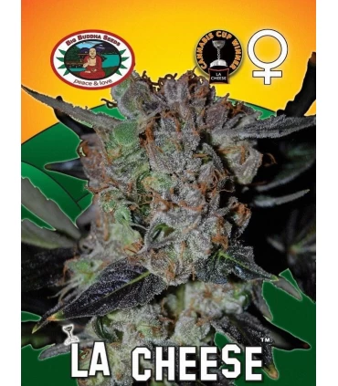 LA Cheese - Big Buddha Seeds