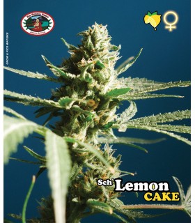 Lemon Cake - Big Buddha Seeds