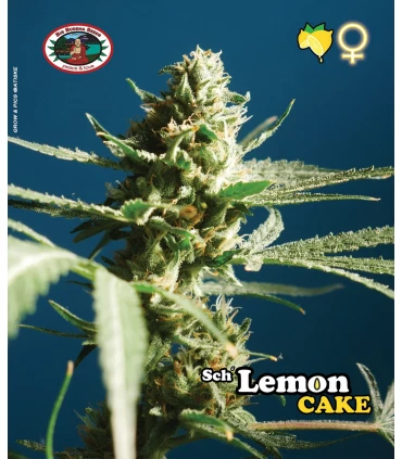 Lemon Cake - Big Buddha Seeds