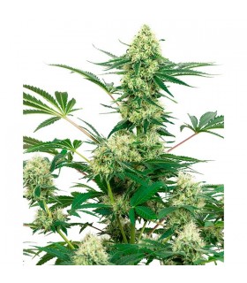 Wedding Cheesecake - White Label
