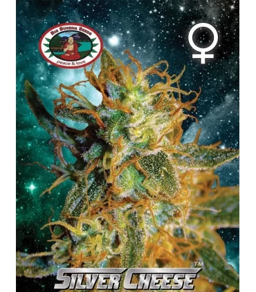 Silver Cheese - Big Buddha Seeds