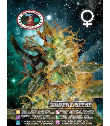 Silver Cheese - Big Buddha Seeds