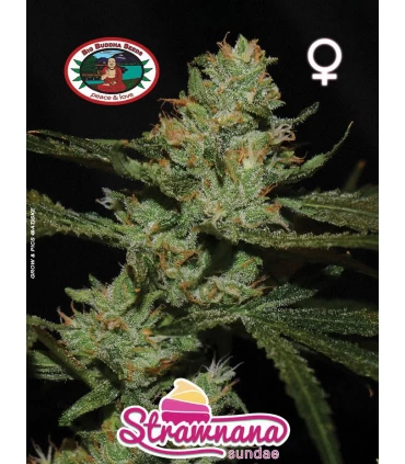 Strawbanana Sundae - Big Buddha Seeds