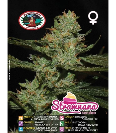 Strawbanana Sundae - Big Buddha Seeds