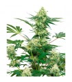 Wedding Cheesecake  5 u. fem. White Label