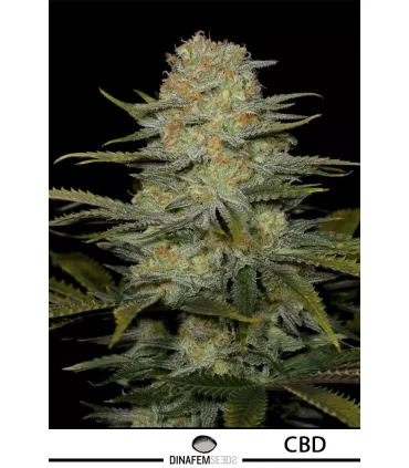 Amnesia CBD - Dinafem - Kayamurcia.es
