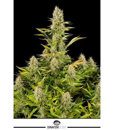 Amnesia Kush - Dinafem - Kayamurcia.es