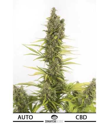 Auto Amnesia CBD - Dinafem - Kayamurcia.es