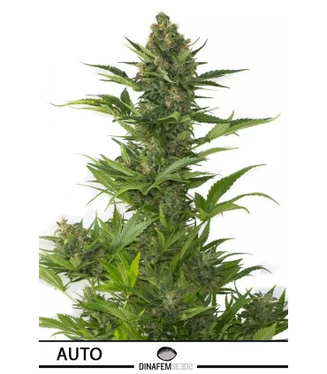 Auto Amnesia XXL - Dinafem - Kayamurcia.es
