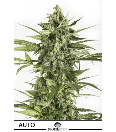 Auto Blue Cheese - Dinafem - Kayamurcia.es
